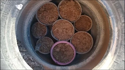 Upcycled Oasis Planting Potential in Repurposed Tires Stock Footage 270986476
