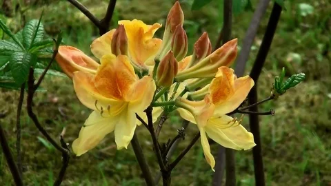 (Updated Version)  Close Up of Azalea flower Stock Footage 82533150