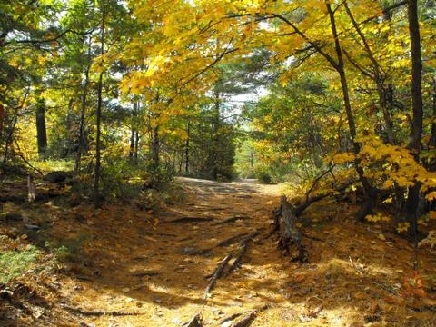 Uphill Autumn Path Stock Photos