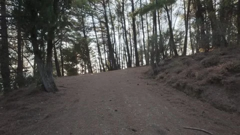 Uphill Dirt Mountain Path Through Pine Forest At Sunset Light Stock Footage 326165273