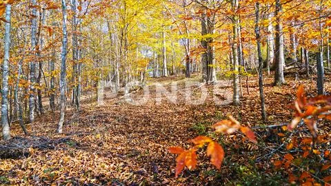 Uphill trail autumn