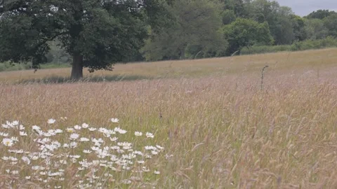 Uphill wide Vídeos de archivo 132747809