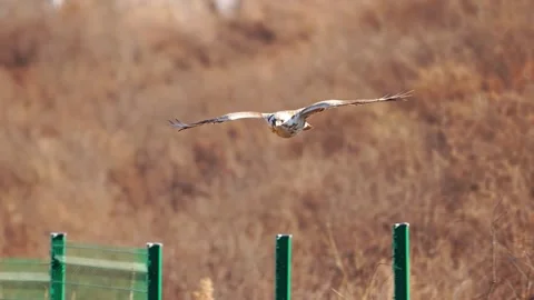 Upland Buzzard Flying Low Over River Water Surface with Spread Wings Vídeos de archivo 330146598