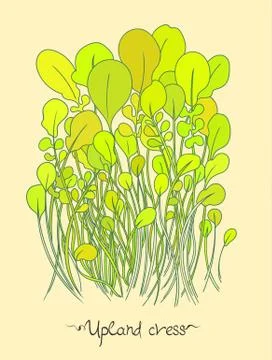 Upland cress Stock Illustration