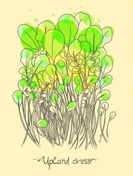 Upland cress Stock Illustration