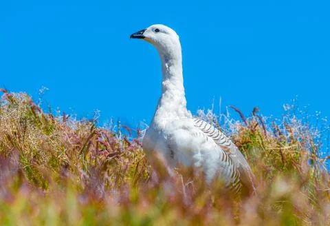Upland Goose Stock Photos