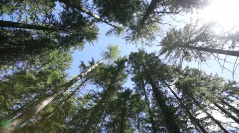 Uplooking in the forest Stock Footage 40340342