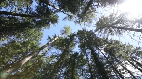 Uplooking POV shot in forest Video stock 40340323