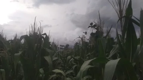 Upon the maize 動画素材 138157378