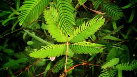 Upon touching the compound leaf of a Touch-me-not (Mimosa pudica) plant Stock Photos