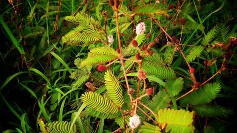Upon touching the compound leaf of a Touch-me-not (Mimosa pudica) plant Stock Photos