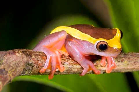 Upper amazon treefrog (dendropsophus bifurcus) female on a branch over a pond Stock Photos