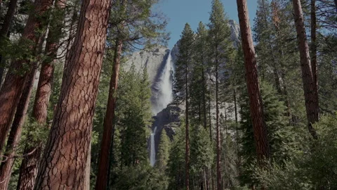 Upper and Lower Yosemite Falls through old growth pine forest Vídeos de archivo 347987574