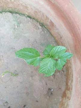 Upper angle and closeup pic of plant Stock Photos