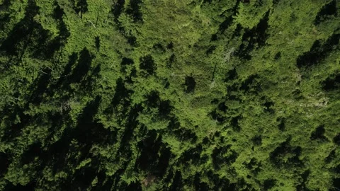 The upper angle of green trees. Aerial photography of a forest thicket on a Stock Footage 165972272