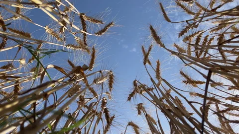 Upper angle of Wheat Crop Ears Moving in Breeze | Agriculture Macro Shot Stock Footage 332231115