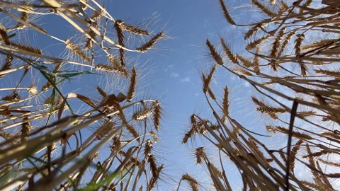 Upper angle of Wheat Crop Stock Footage 332231305