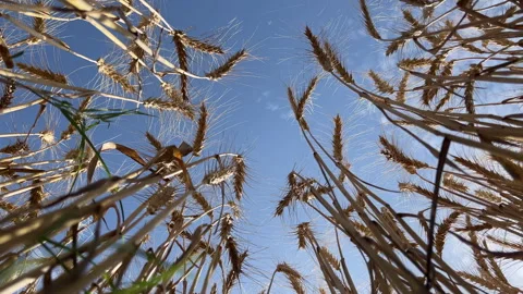 Upper angle of Wheat Crop Moving in Breeze Stock Footage 332231120