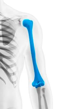 Upper arm bone; artwork Stock Illustration