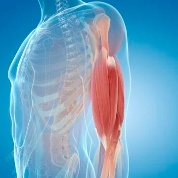 Upper arm muscles; artwork Stock Illustration