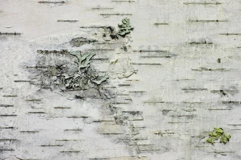 Upper birch bark with lichens Stock Photos