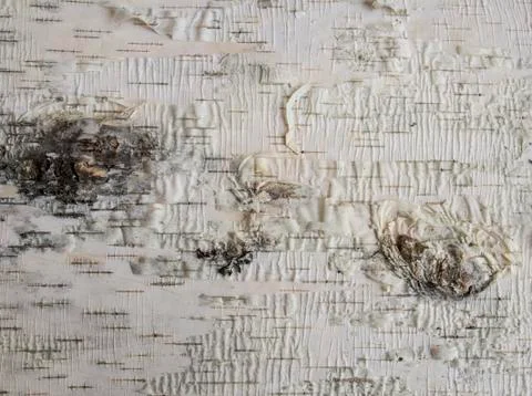 Upper birch bark with streaks Stock Photos