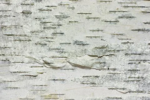Upper birch bark with thin layers Stock Photos