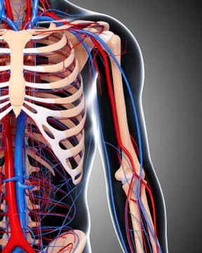 Upper body anatomy; artwork Stock Illustration