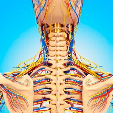Upper body anatomy; artwork Stock Illustration