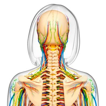 Upper body anatomy; artwork 스톡 일러스트