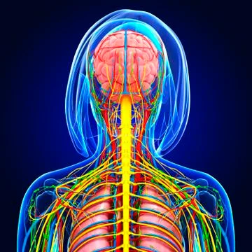 Upper body anatomy; artwork 스톡 일러스트