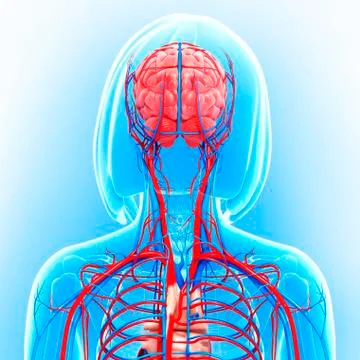 Upper body anatomy; artwork 스톡 일러스트