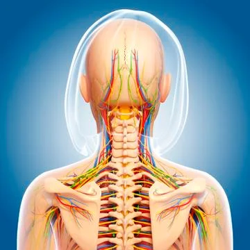 Upper body anatomy; artwork 스톡 일러스트