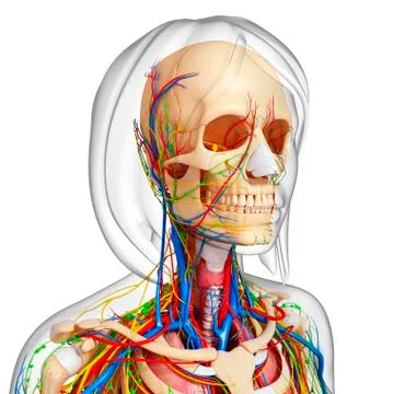 Upper body anatomy; artwork Stock Illustration