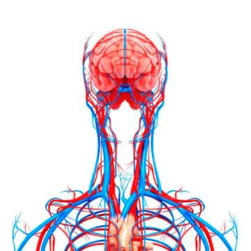 Upper body anatomy; artwork Stock Illustration