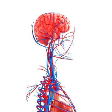 Upper body anatomy; artwork Stock Illustration