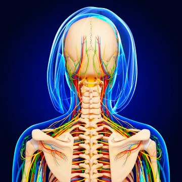Upper body anatomy; artwork 스톡 일러스트