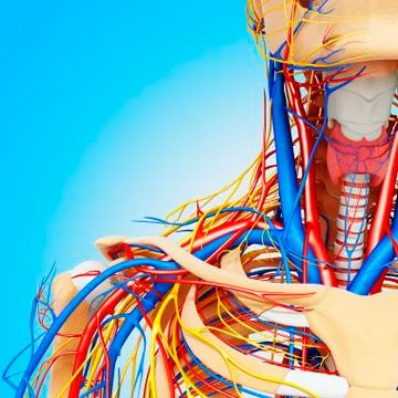 Upper body anatomy; artwork Stock Illustration