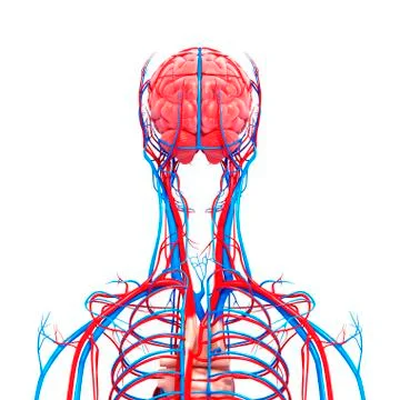 Upper body anatomy; artwork 스톡 일러스트