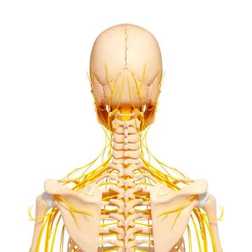 Upper body anatomy; artwork 스톡 일러스트