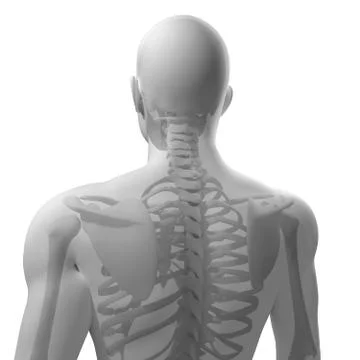 Upper body bones, artwork Stock Illustration