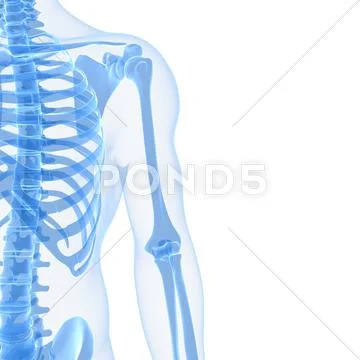 Upper body bones, artwork Stock Illustration