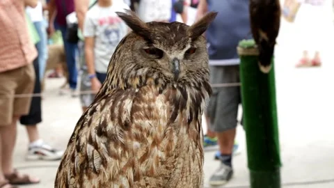 Upper body of an owl Stock Footage 143464260