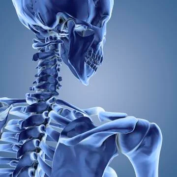 Upper body skeleton, computer artwork イラスト素材