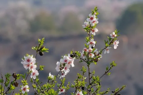 Upper branches of almond tree in bloom, Alcoy, Spain Stockfoto's