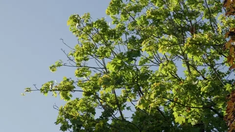 Upper branches and bright green palmate leaves of a Norway maple tree Stock Footage 344094200