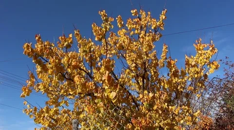 Upper branches of an apricot tree in the fall. Yellow leaves. Stock Footage 44216486