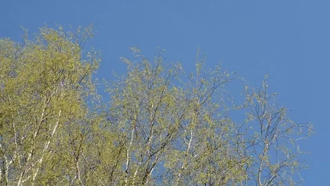 The upper branches of birch trees with young leaves swaying in the wind against  Stock Footage 89397742