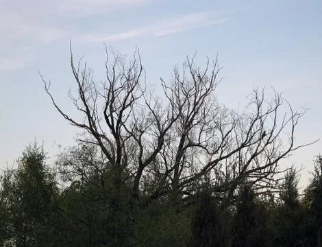Upper branches of the dead tree against blue sky Stock Photos