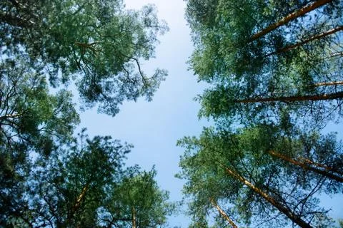Upper branches of green pine trees at the forest near baltic coast, St. Pet.. Stock Photos